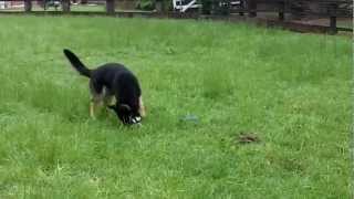 Shady GSD and his ball.