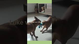 Luke vs Lika