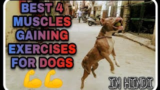 Top 4 exercise of dogs for muscle gaining 💪🔥