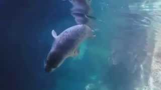 The world of the harbor seal, in 3x slow motion