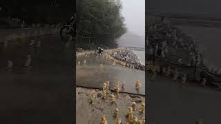 In China, ducklings saw a powerful downpour for the first time and got stuck.