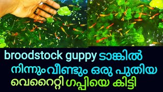 പാരന്റ്സ് ടാങ്കിൽ നിന്നും ഫ്രീയായി പുതിയൊരു  വെറൈറ്റി ഗപ്പിയെ കിട്ടി//#guppy/#farm/#malayalam video