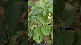 The importance of pruning tomato plants || Pentingnya Pemangkasan Pada Tanaman Tomat 🍅🍅