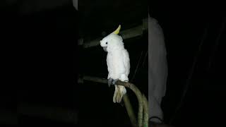 Burung Lucu #burung #shorts #videoshorts