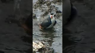 White-breasted Waterhen #shorts #trending #trendingshorts