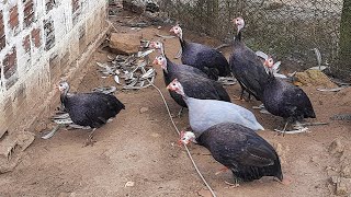 Começou a Postura das Angolas,  Colhendo os Ovos.