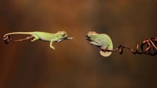 Chameleons Change Their Skin Colors As A Tool Of Communication