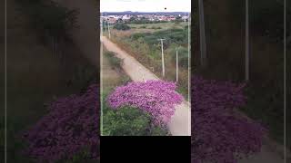 Ypê roxo #nordeste #viralshort #brasil #natureza #humor #tubless