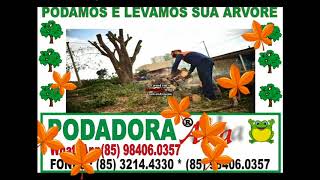 PODA CORTA ARVORE EM PARACURU (85) 3214.4330 * 98406.0357