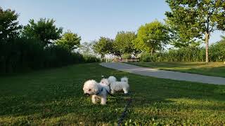 Bichon Frise Slow Mo