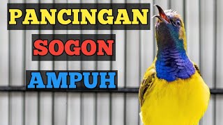 PALING AMPUH, PANCINGAN SOGON AMPUH JAMINAN NYAUT NO TIPU TIPU