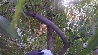 tree cat rescue