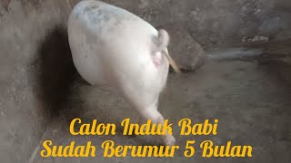 Calon Induk Babi Sudah Berumur 5 Bulan|Semoga Cepat K4w!n