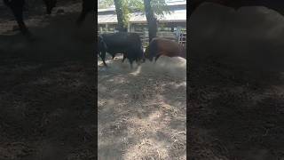 Bull Fight Game #dairy #Bull #fighting #dairyanimal #animals #dairycalves #bull