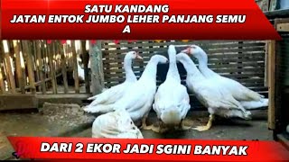 SATU PETAK KANDANG FULL PEJANTAN ENTOKJUMBO REMAJA #entokjumbo