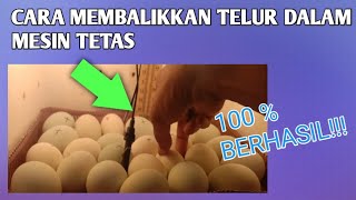 CARA MEMBALIKAN TELUR YANG BENAR DALAM MESIN TETAS