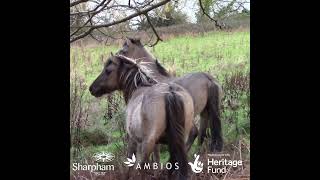 Konik ponies on rewilding land at The Sharpham Trust