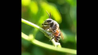 Nomia westwoodi nectar concentrating behaviour.Read description to learn more #bee #learning