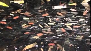 Deputies Seize Thousands of Guns at South Carolina Home