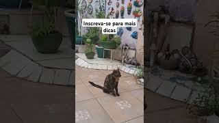 #saude#animais#pets #curiosidades#dicas #gatos#veterinaria #cat#adoteumgato #edits#cuidado #urgente