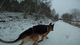 German shepherd on walk. Eros på tur. 30.11.2024. welcome to a walk in winterland  part 1.