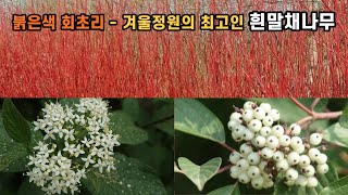 붉은색 회초리 - 겨울 정원의 최고인 흰말채나무