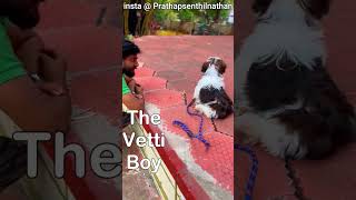 #Shihtzu நாய் கூட மதிக்கல 🤣 #tamil #shorts #Somberi #havocbrothersofficial #sollutamizhasong #dog