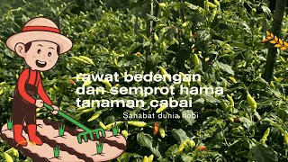 PERAWATAN TANAMAN CABAI/SEMPROT INSEKTISIDA/BERSIHKAN BEDENGAN.