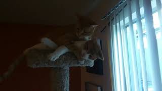 My Cats Fighting for Control of the Cat Tree!