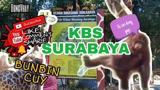 KBS-Kebun Binatang Surabaya (Surabaya Zoo)