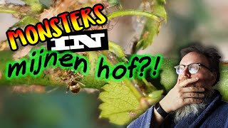 Tuinsafari s01e02 Bladluizen en meer