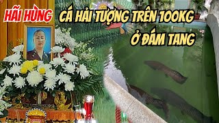 Hãi Hùng cá Hải Tượng trên 1 tạ ở Đám Tang người Phụ Nữ