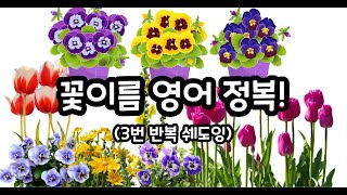 꽃 영어 ㅣ Flower English #기초영어 #영어회화 #basicenglish #영어공부 #영어  #어린이영어 #영어유치원 #유치원영어  #초등영어