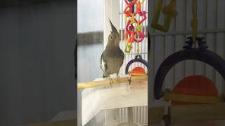 #cute #birds #activity #pleasesubscribe #shorts #viral #pets #birdslover #birdwatching