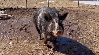 Got Kids? Get Some PIGS!! Feeding Our Heritage Pigs On The Homestead