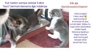 Anak kucing 5 ekor bermain dan rebutan nyusu (Eps4)