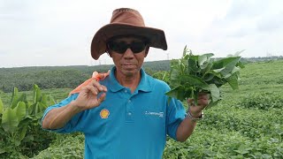 MENCARI SAYUR HUTAN DI TEMPAT SAYA DAN INIK ATOI DAHULU // SEDIH TENGOK TEMPAT INI 😭