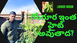 గోంగూర   ఇంత  హైట్అవుతాద? | లండన్ గార్డెన్ | london telugu vlogs latest roselle plant recipe