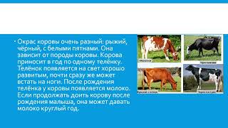 Сельскохозяйственные животные: коровы природоведение 6 кл