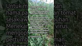 Insektisida bahan aktif Siantranilipol #yoooksamasamabelajar #pertanianmasdyer