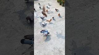 Pigeons Land in Slow Motion to Eat 🥰 #pigeon #kabutar #shorts