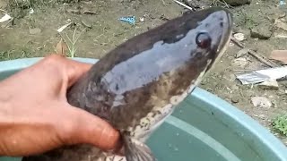 Giant snakehead