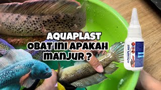 OBAT IKAN CHANNA AQUAPLAST BELI IKAN CHANNA STEWARTI BARCA DI VENUS AQUATIC