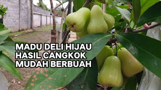 MADU DELI HIJAU CANGKOKAN CEPAT BERBUAH‼️#muhammadalimahfud #jambumadu #jambuair