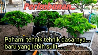 Perimbunan lanjutan bougenville singapore