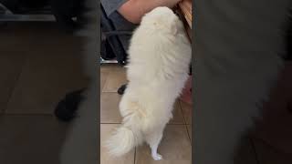 Hilarious American Eskimo Dog