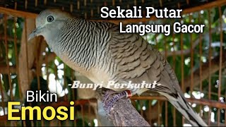 Pancingan Perkutut 100% Manjur Bikin Nyaut Ribut