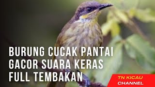 Burung cucak pantai gacor suara keras full tembakan