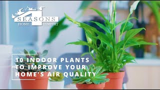 Top 10 Indoor Plants to improve the Air Quality of your Home - 4 Seasons Home Comfort