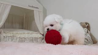 Bichon frise. Bichon frise funny.